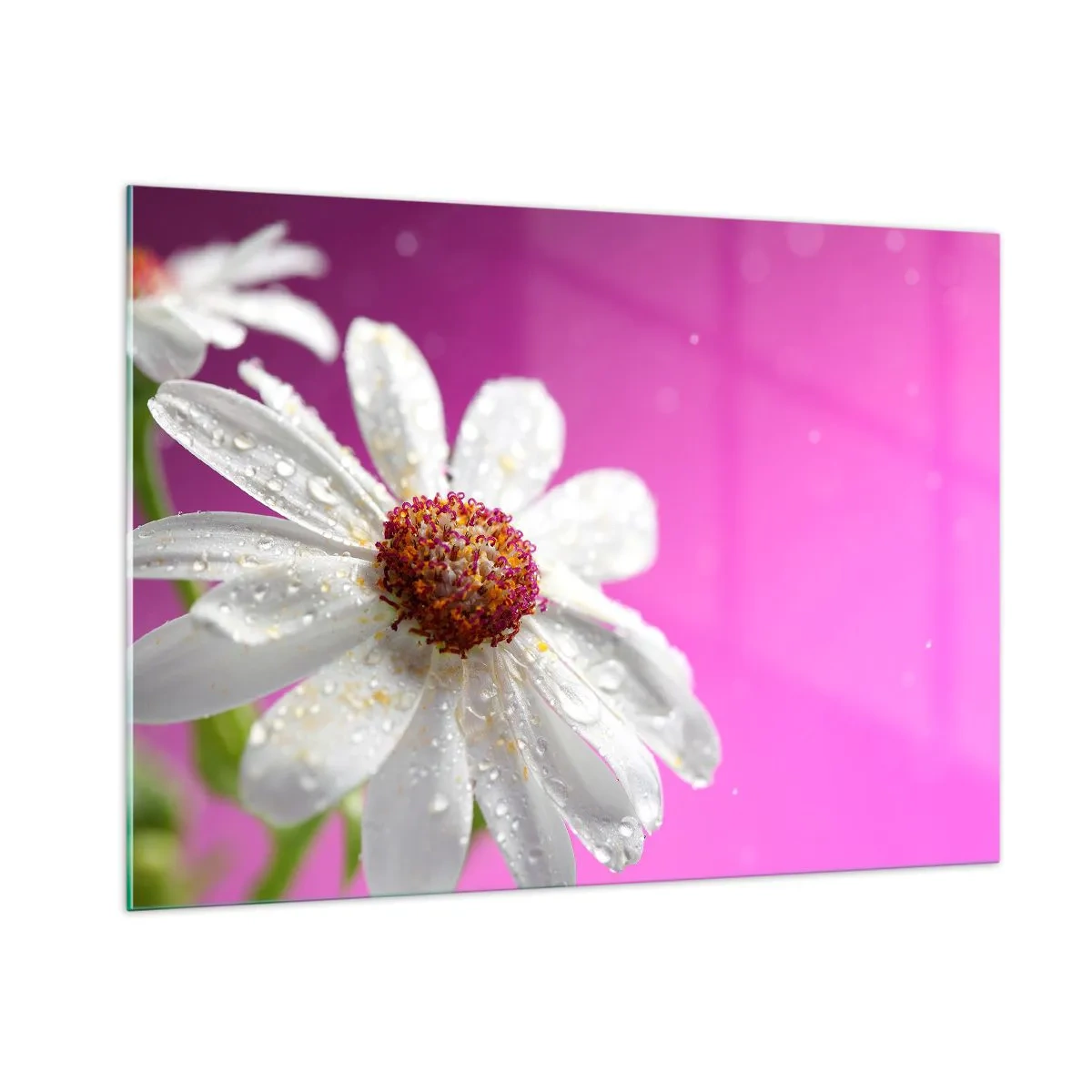 Impression sur verre - Image sur verre - Macrophotographie d'une fleur blanche avec des gouttes de rosée sur un fond rose - 100x70cm - Modeste dans sa beauté - Décoration murale moderne pour le salon et la chambre ARTTOR
