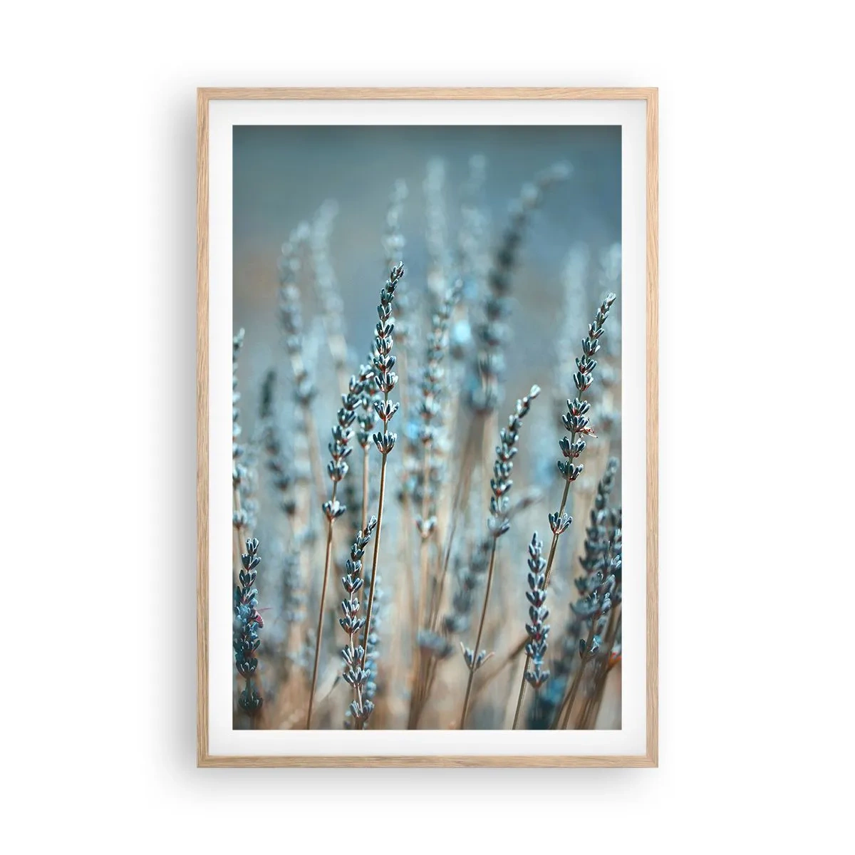 Affiche dans un chêne clair - Poster - Tige odorante - 61x91 cm