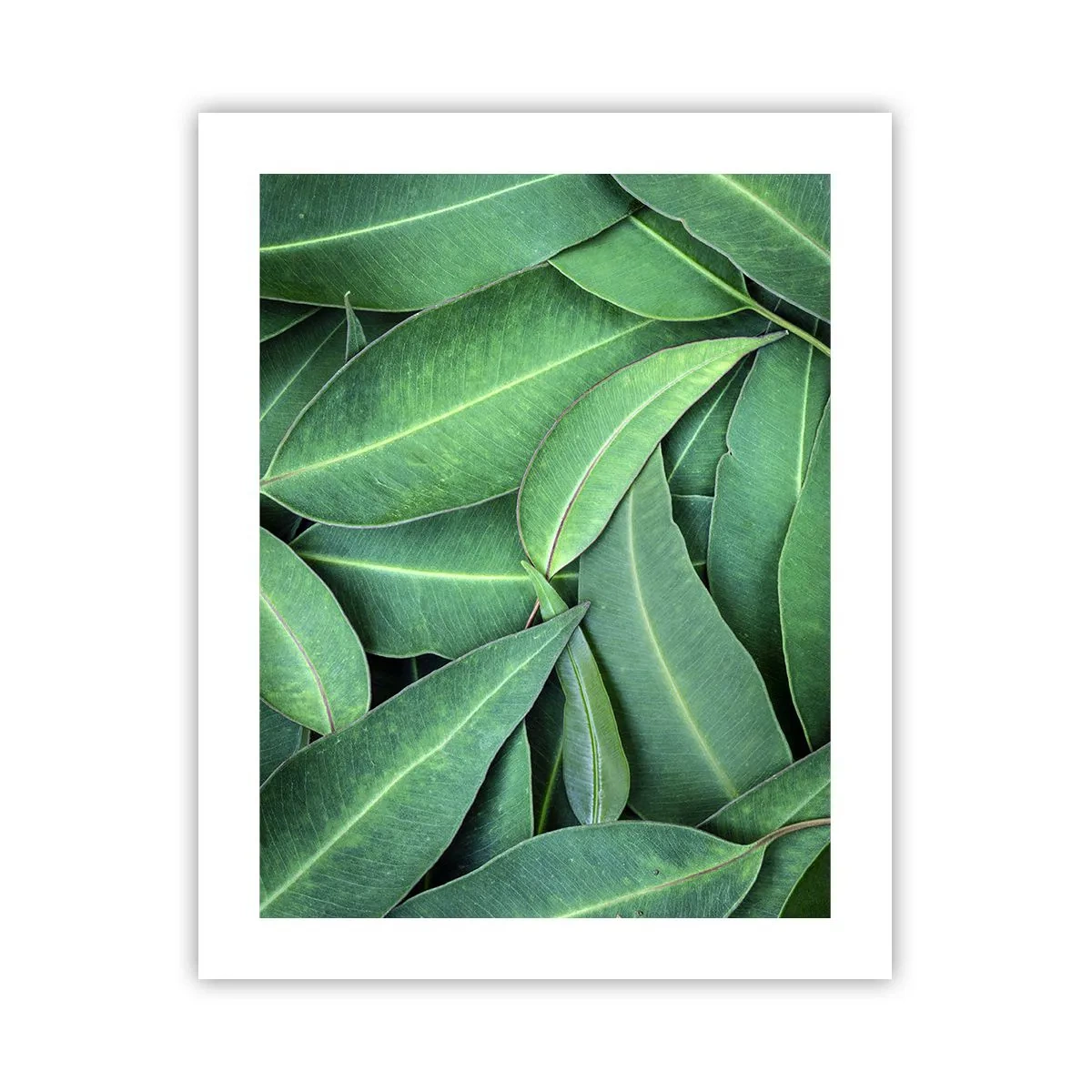 Affiche - Poster - Juteux et frais - 40x50 cm