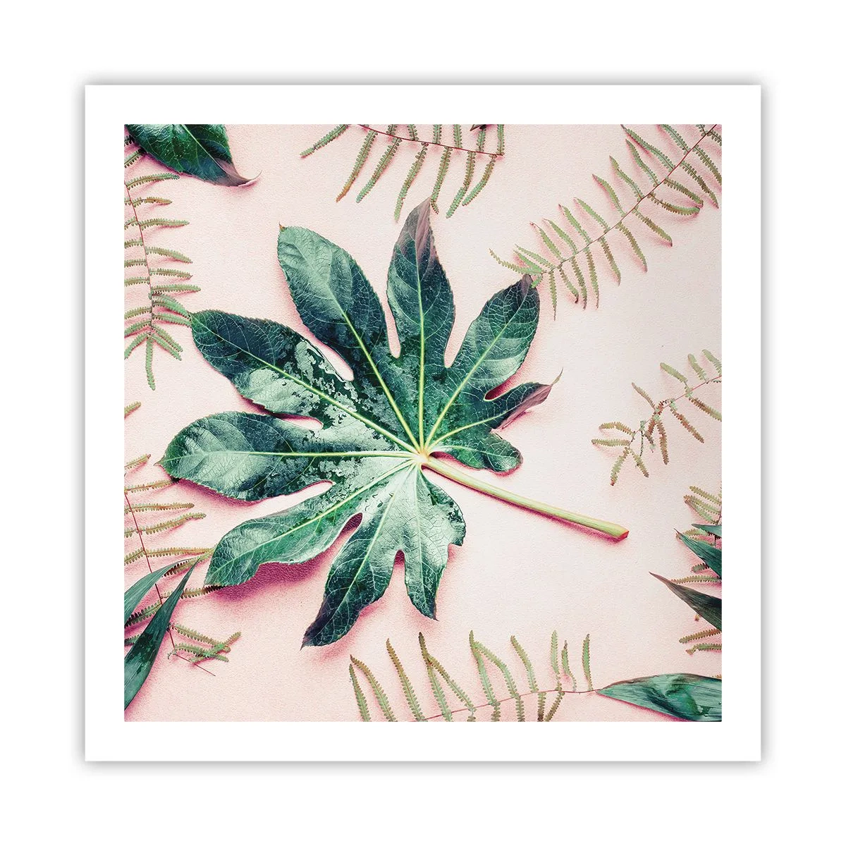 Affiche - Poster - Étude de verdure sur fond rose - 60x60 cm