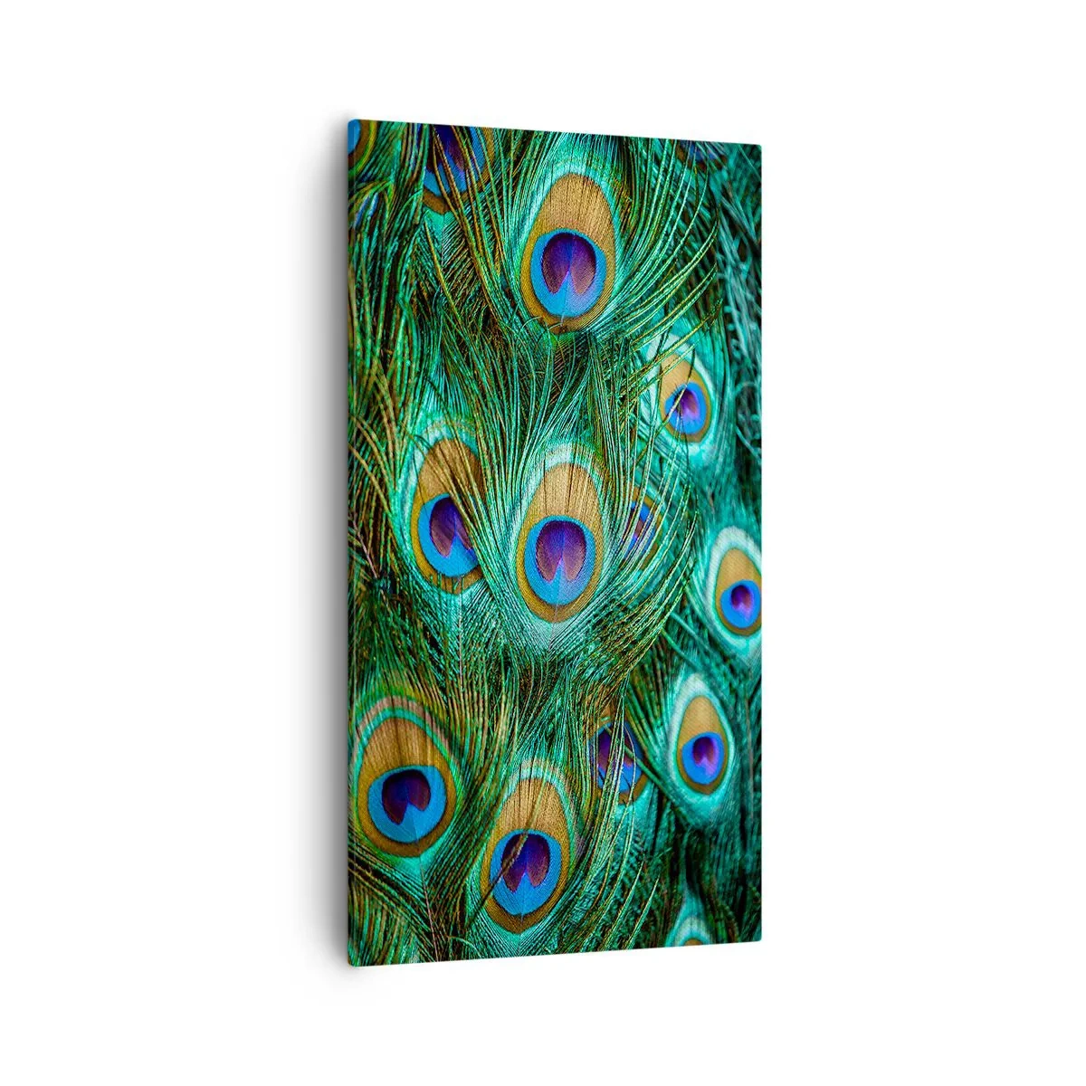 Impression sur toile - Image sur toile - Un regard de paon - 55x100 cm