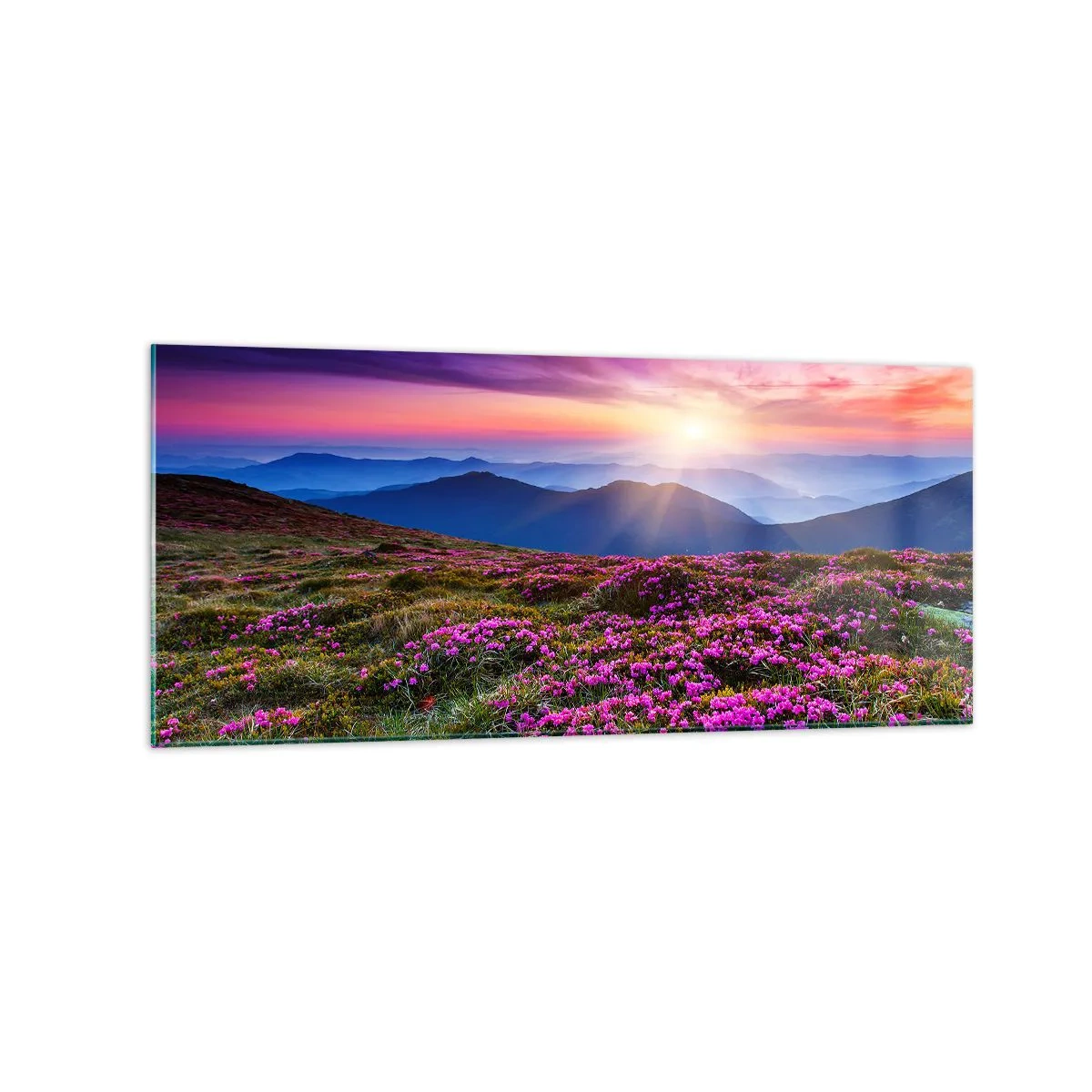 Impression sur verre - Image sur verre - Prairie de montagne avec des fleurs au coucher du soleil - 120x50cm - Les herbes sentaient les grappes fraîches de la récolte - Décoration murale moderne pour le salon et la chambre ARTTOR