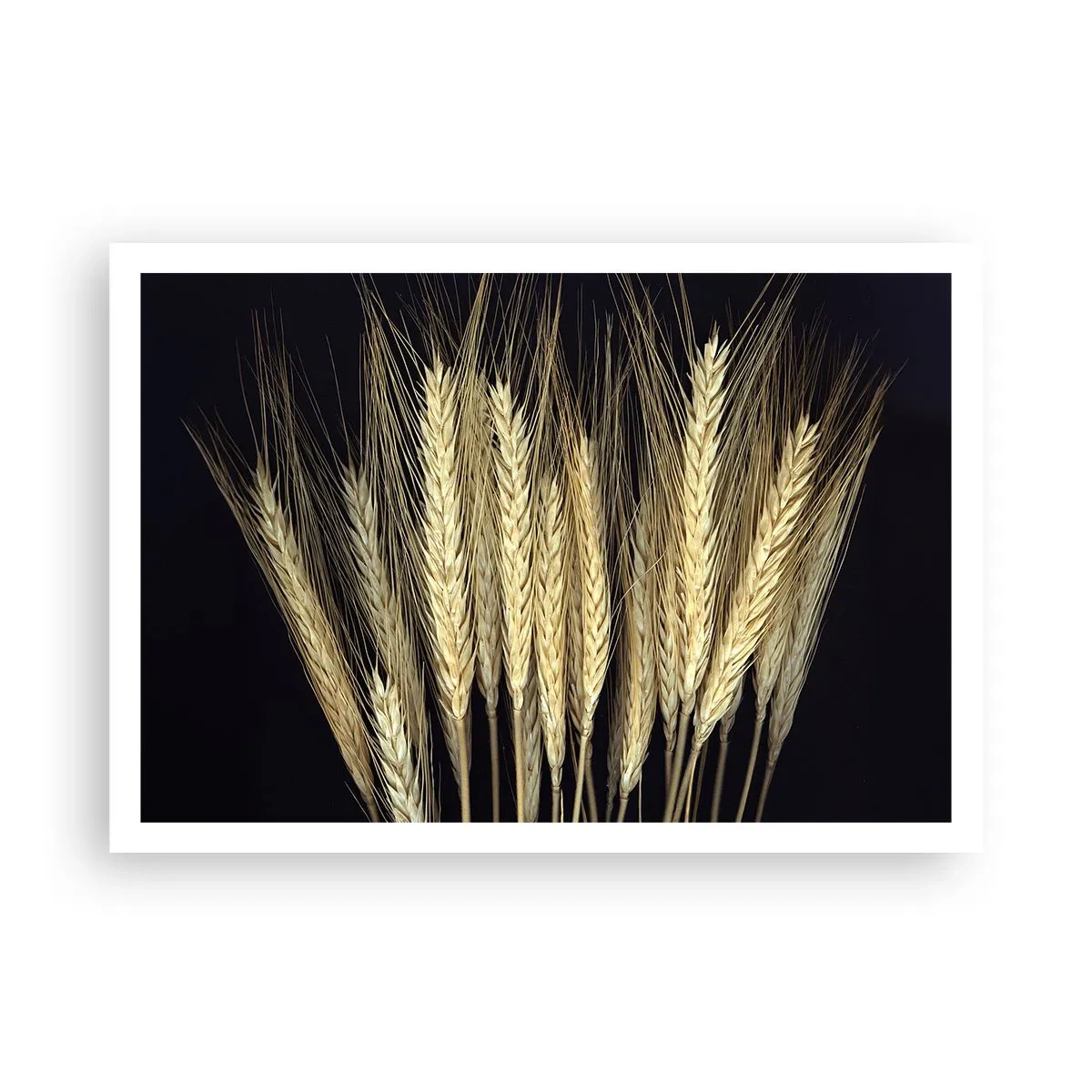 Affiche - Poster - Épis de blé sur fond noir dans un style rustique - 100x70cm - Magie rustique - Décoration murale moderne pour le salon et la chambre ARTTOR