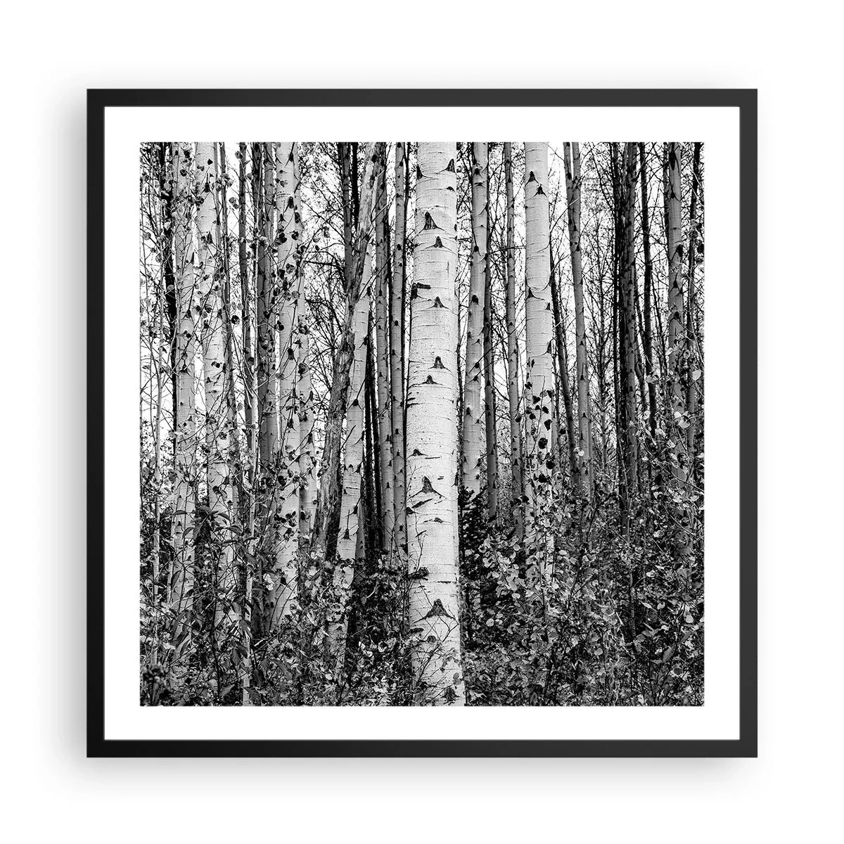 Affiche dans un cadre noir - Poster - Enchevêtrement de bouleau - 60x60 cm