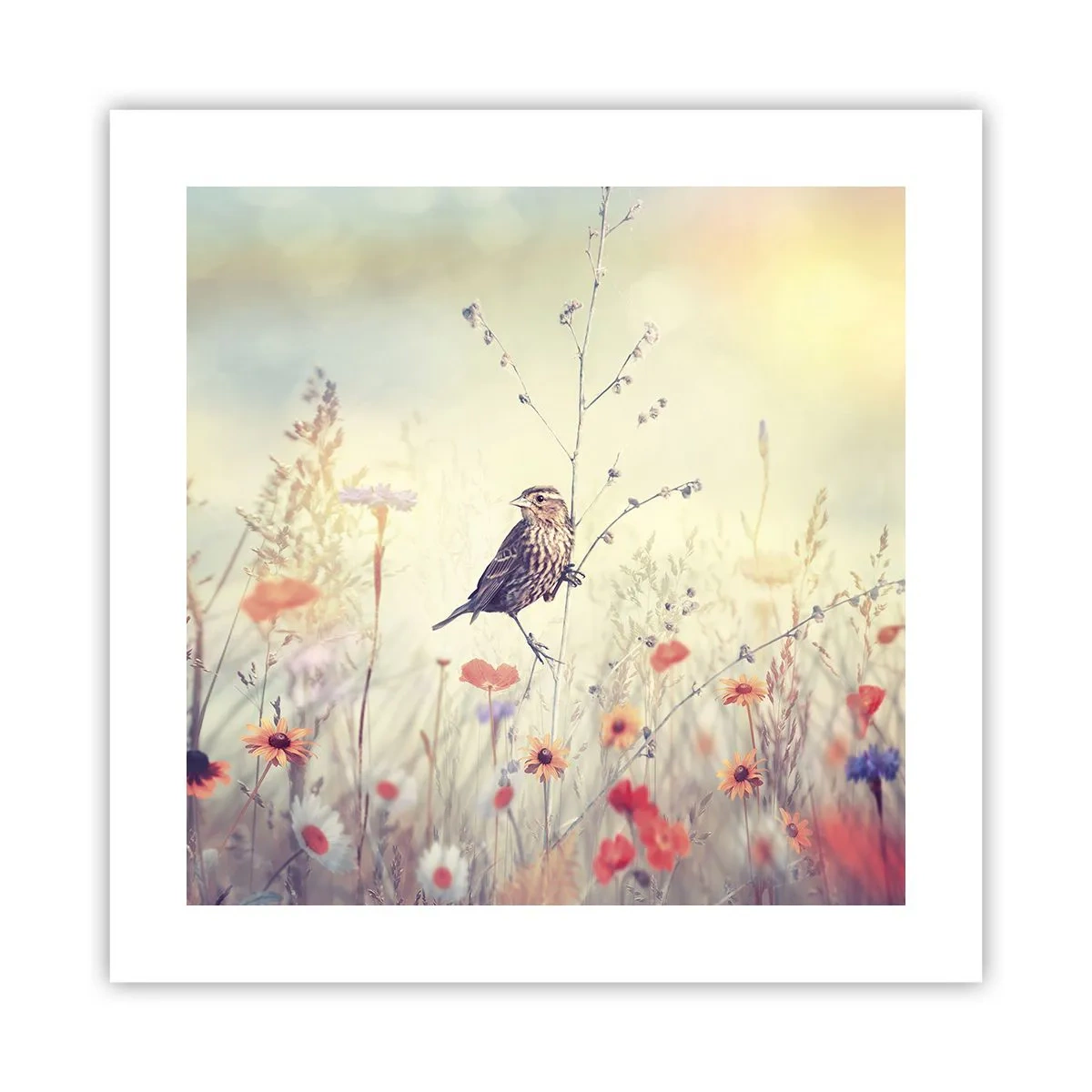 Affiche - Poster - Portrait d'oiseau sur pré en fond - 40x40 cm