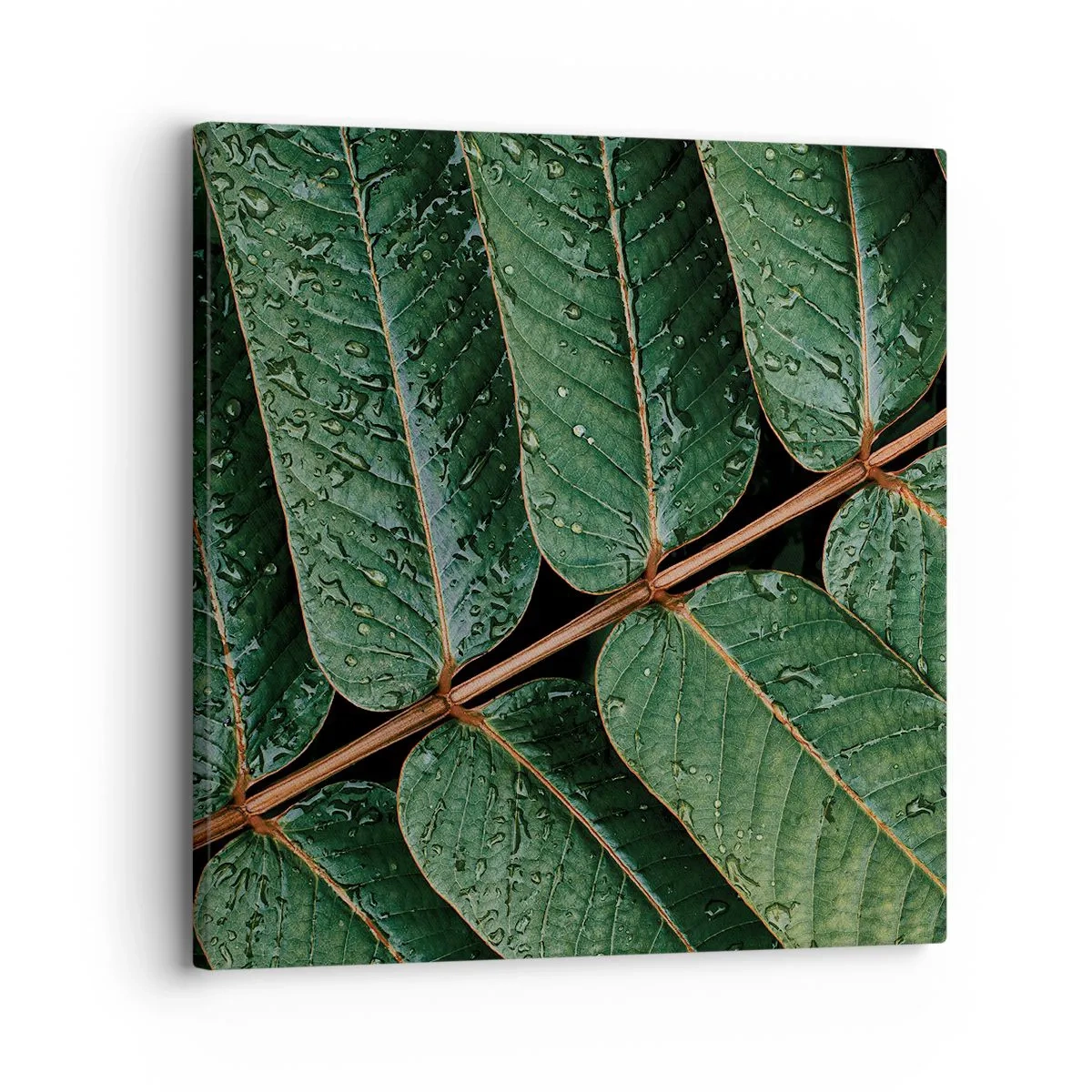 Impression sur toile - Image sur toile - Au rythme de la verdure - 30x30 cm
