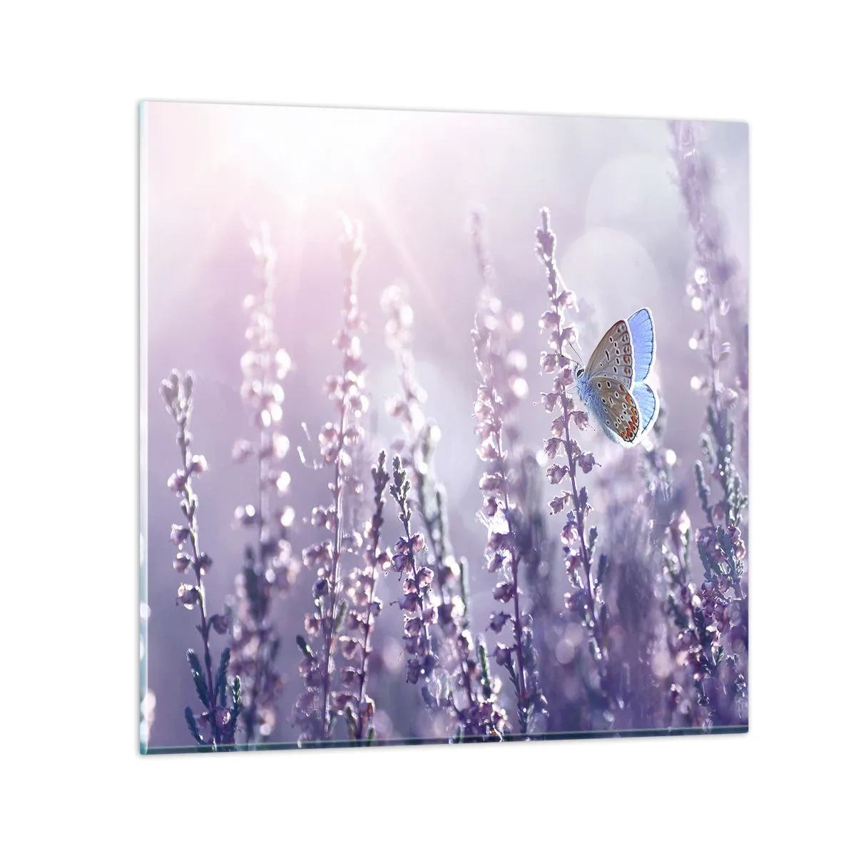 Impression sur verre - Image sur verre - Baiser de papillon - 40x40 cm