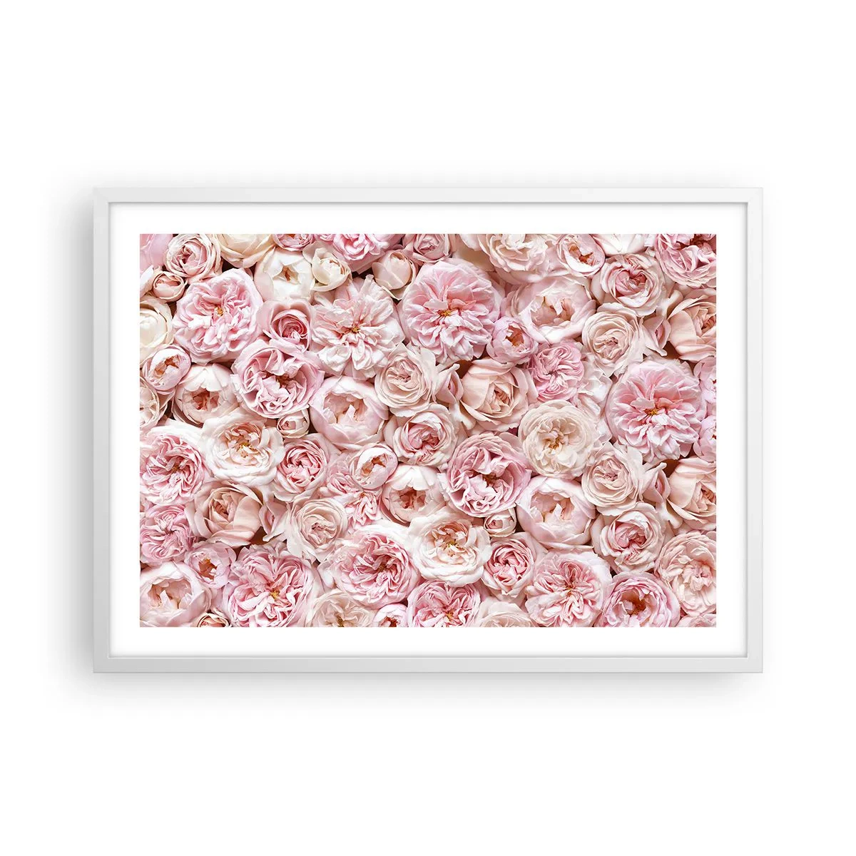Affiche dans un cadre blanc - Poster - Un lit de roses - 70x50 cm