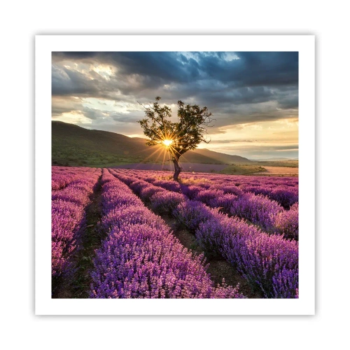 Affiche - Poster - Arôme de couleur lilas - 60x60 cm