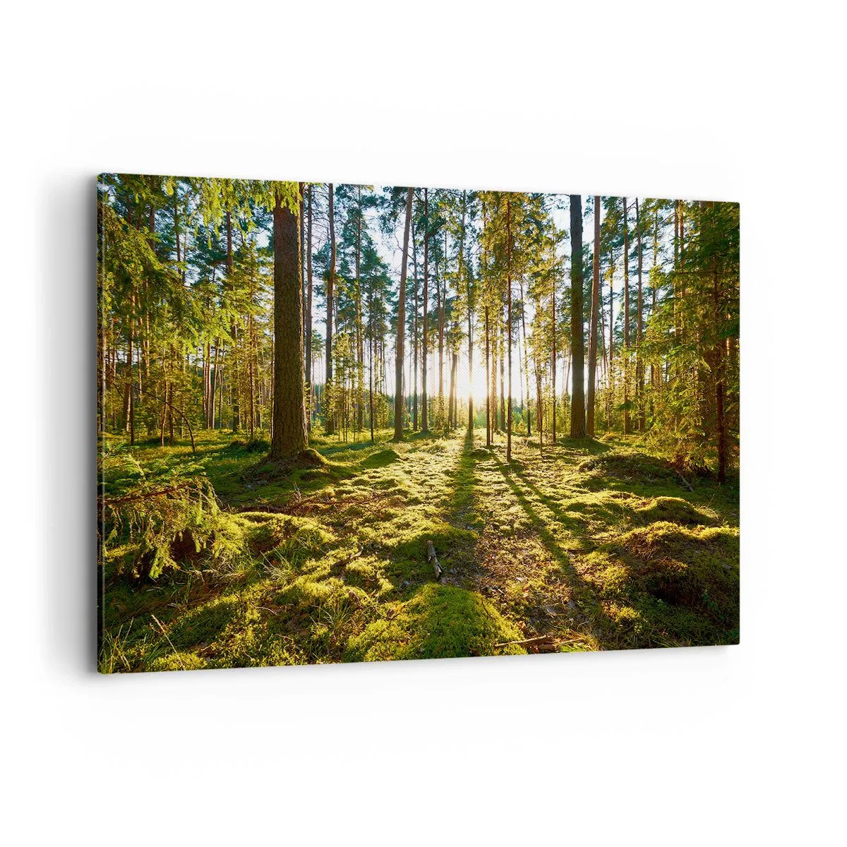 Impression sur toile - Image sur toile - Forêt verte illuminée par la lumière du soleil sur la mousse - 120x80cm - … Derrière les sept forêts - Décoration murale moderne pour le salon et la chambre ARTTOR