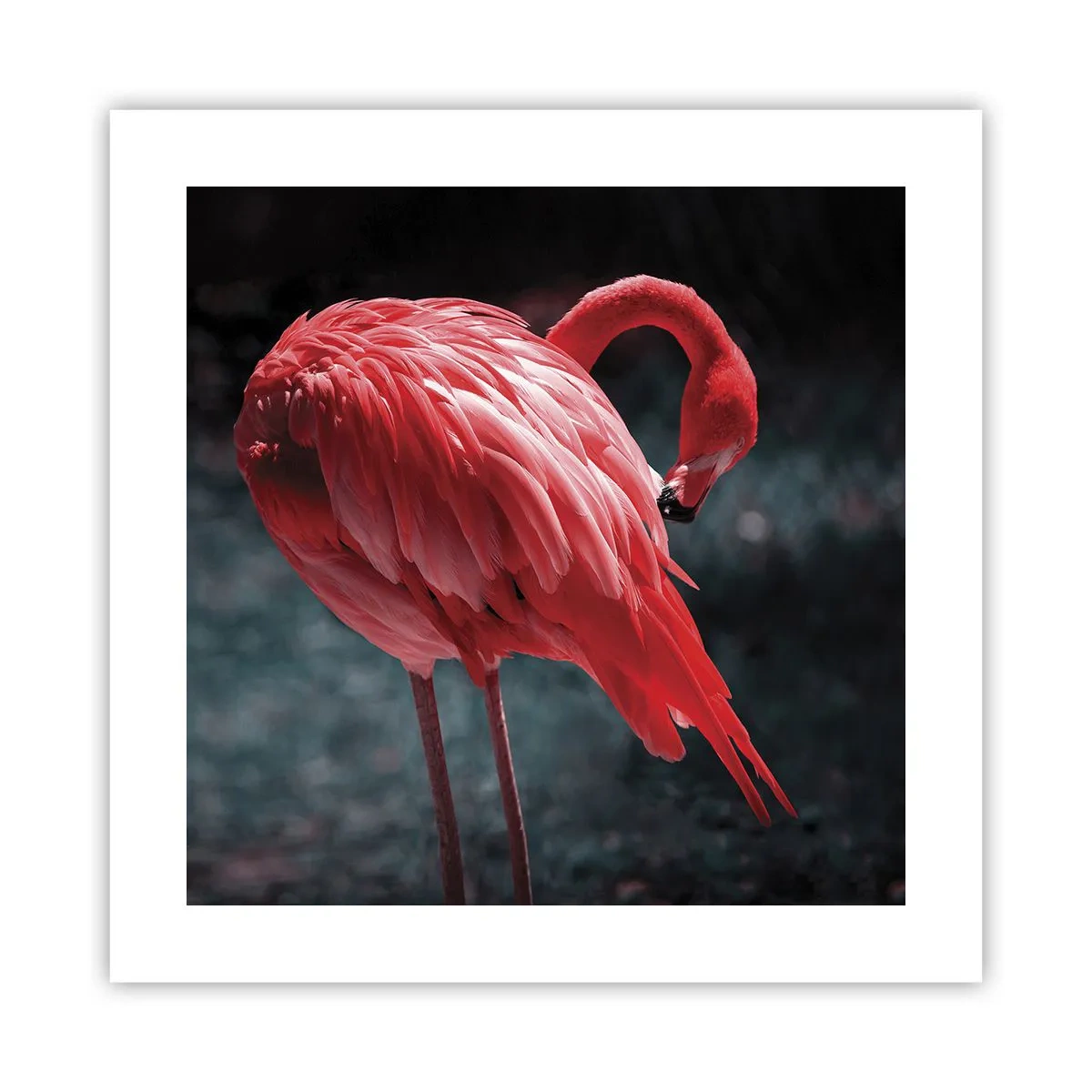 Affiche - Poster - Poème cramoisi de la nature - 40x40 cm