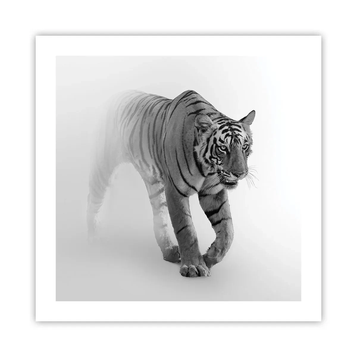 Affiche - Poster - Accroupi dans le brouillard - 50x50 cm