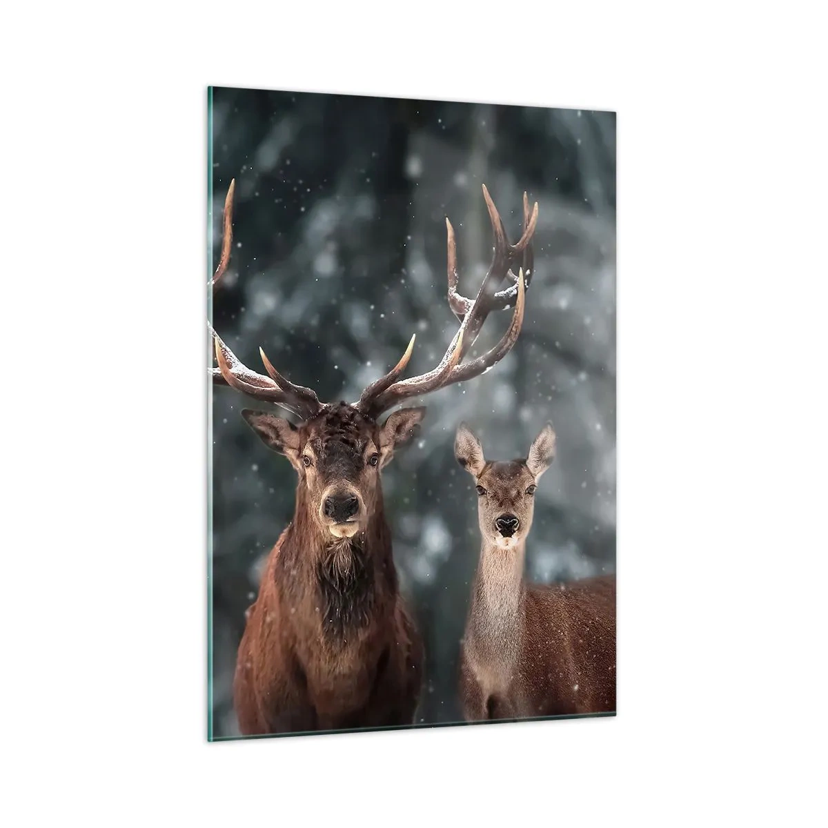 Impression sur verre - Image sur verre - Un cerf et une biche dans une forêt hivernale couverte de neige - 50x70cm - Le roi de la forêt avec sa femme - Décoration murale moderne pour le salon et la chambre ARTTOR