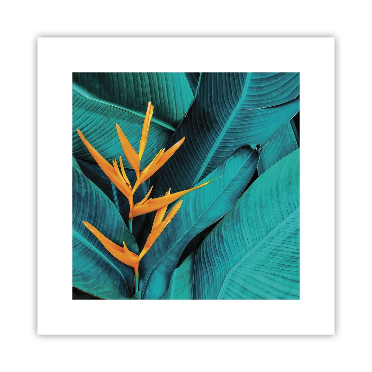Affiche - Poster - Fleur d'Eden - 30x30 cm