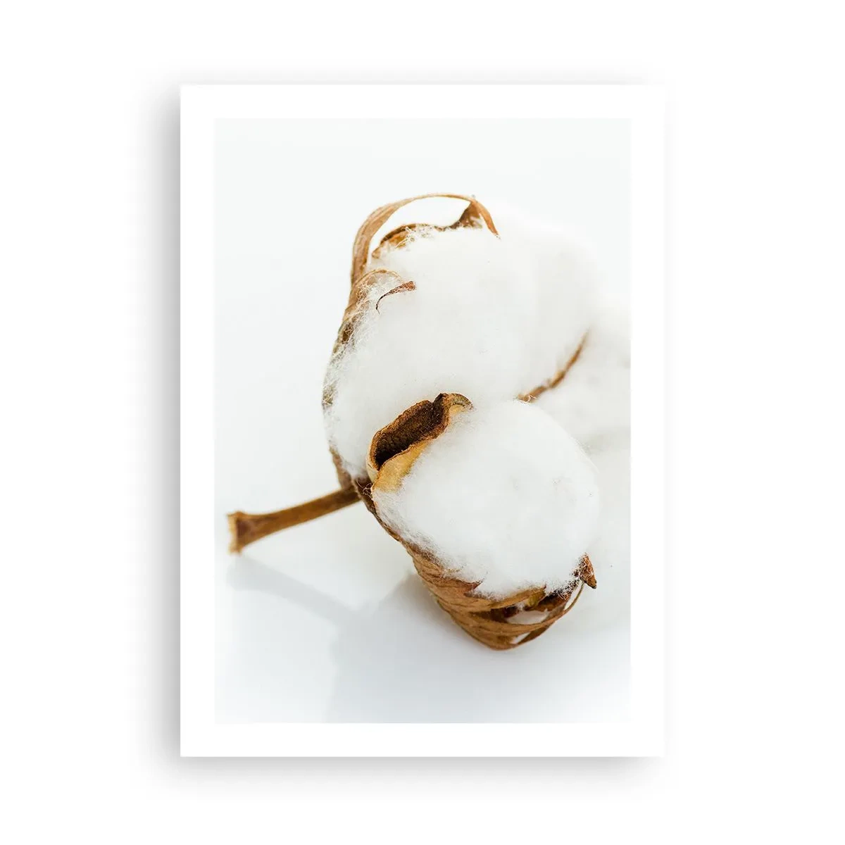 Affiche - Poster - Gros plan d'une branche de coton aux fibres blanches délicates. - 50x70cm - Doux par nature - Décoration murale moderne pour le salon et la chambre ARTTOR