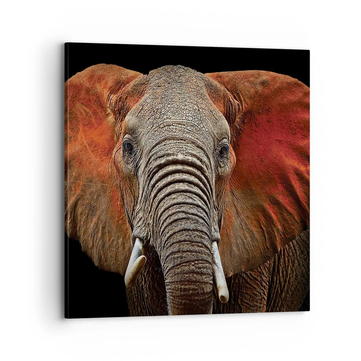 Impression sur toile - Image sur toile - Je suis sauvage, et toi? - 70x70 cm