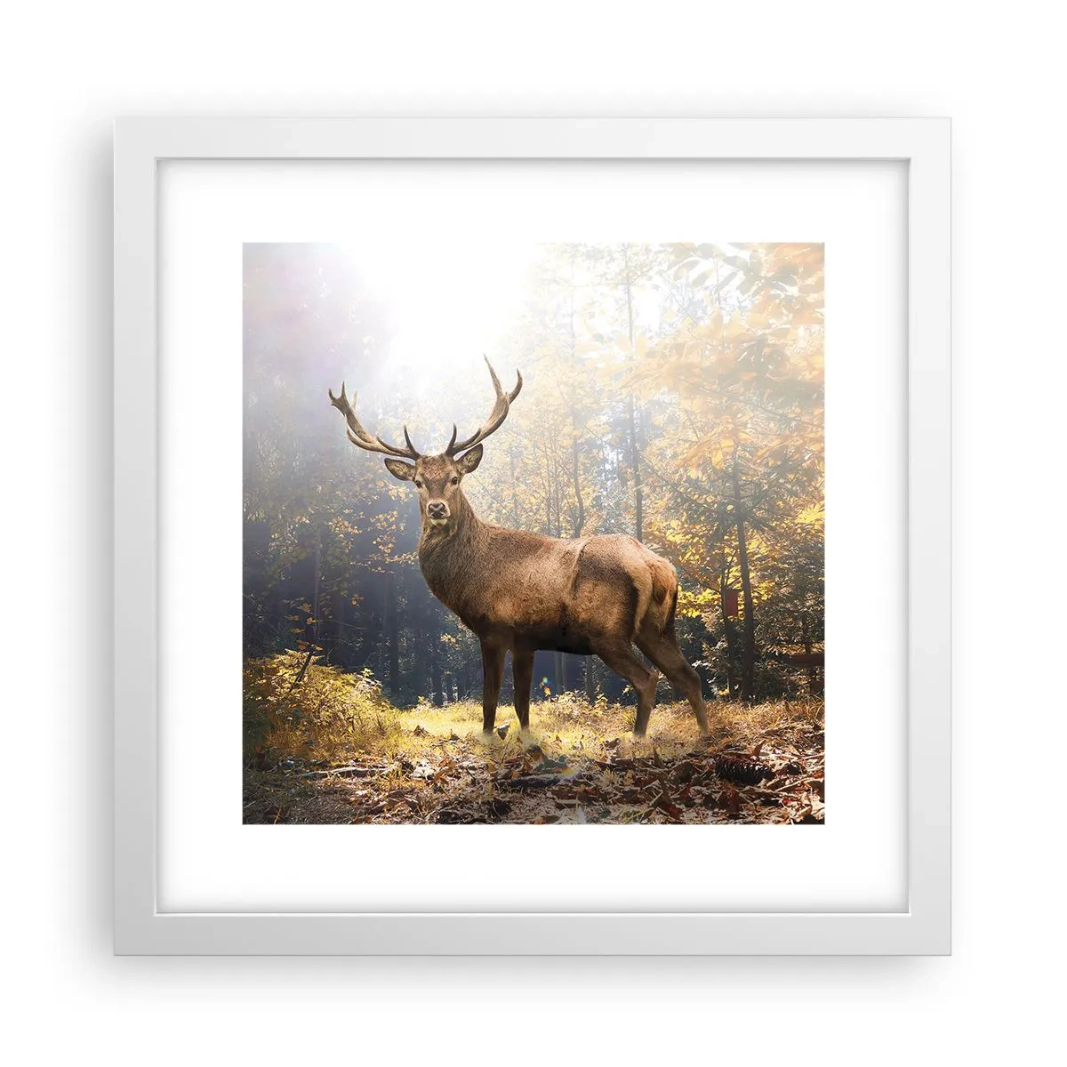 Affiche dans un cadre blanc - Poster - Toute sa majesté - 30x30 cm
