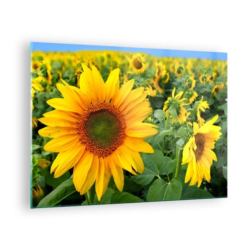 Impression sur verre - Image sur verre - Un champ de tournesols en pleine floraison sous un ciel bleu - 70x50cm - Des centaines de soleils se sont embrasés - Décoration murale moderne pour le salon et la chambre ARTTOR