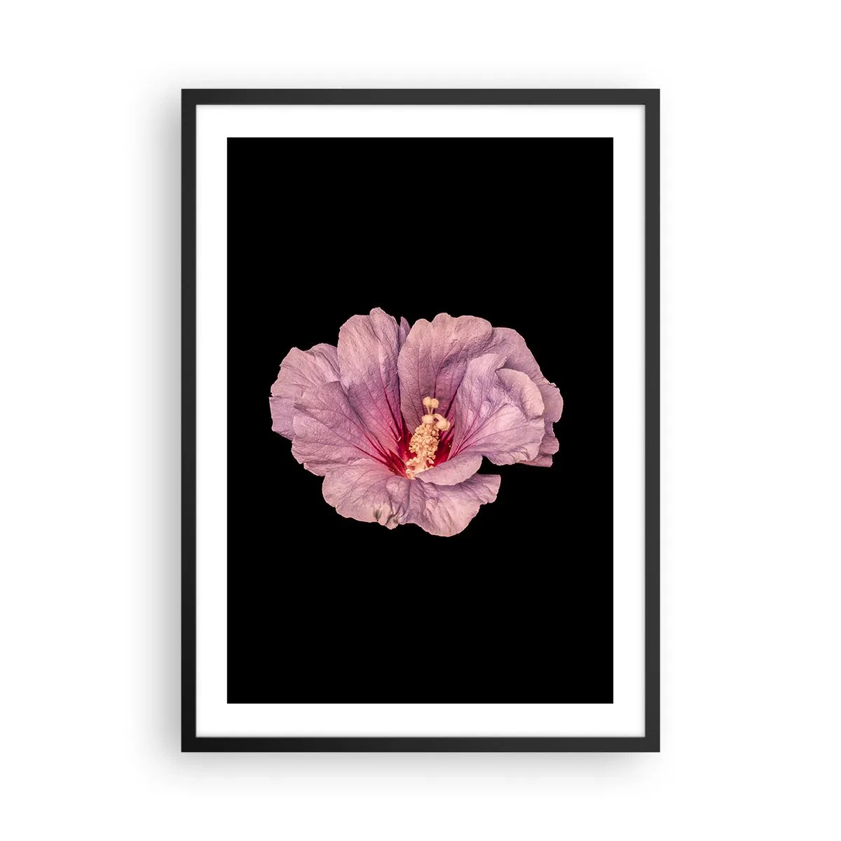 Affiche dans un cadre noir - Poster - Délicate fleur d'hibiscus rose sur fond noir - 50x70cm - Directement au coeur - Décoration murale moderne pour le salon et la chambre ARTTOR