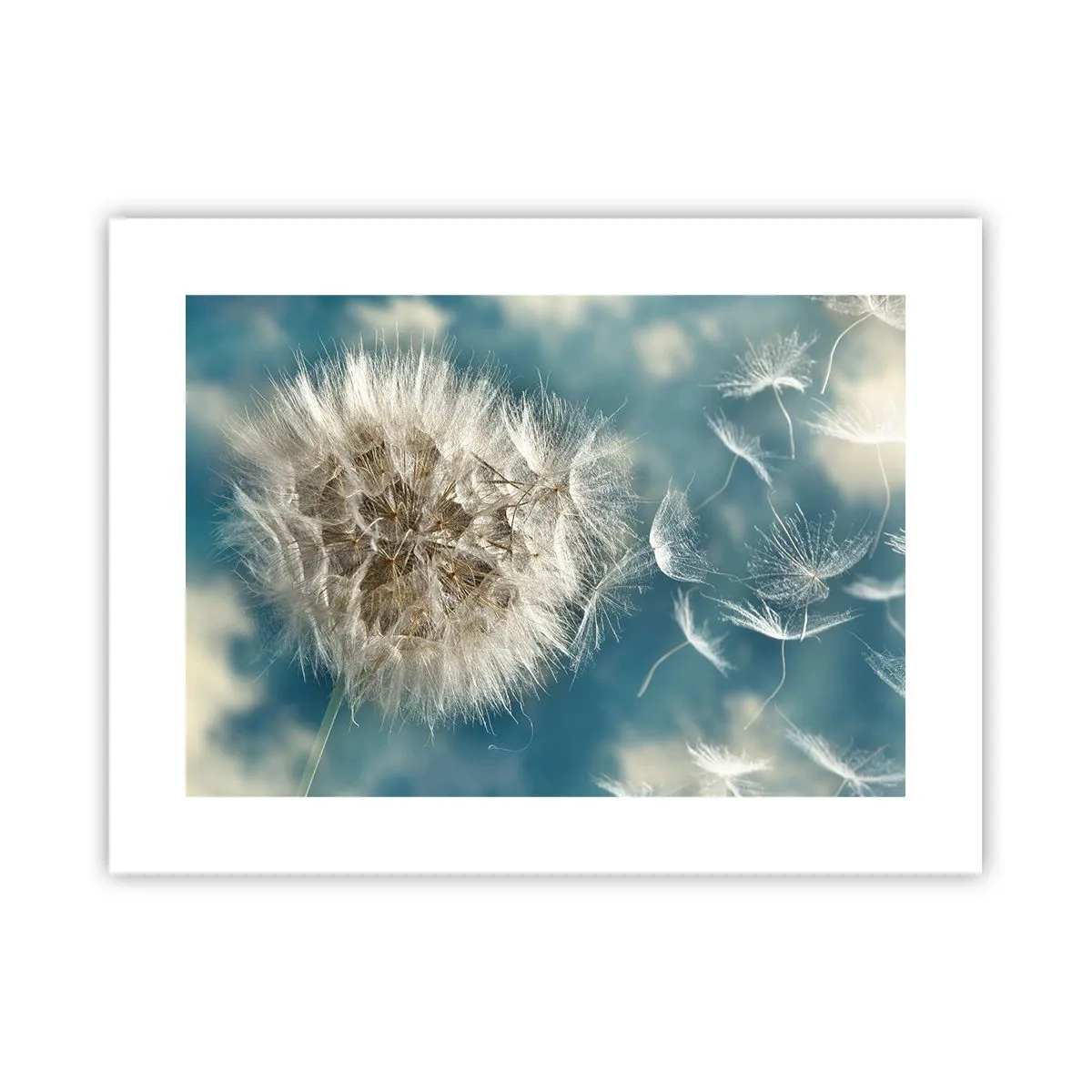 Affiche - Poster - souffle d'ange - 40x30 cm