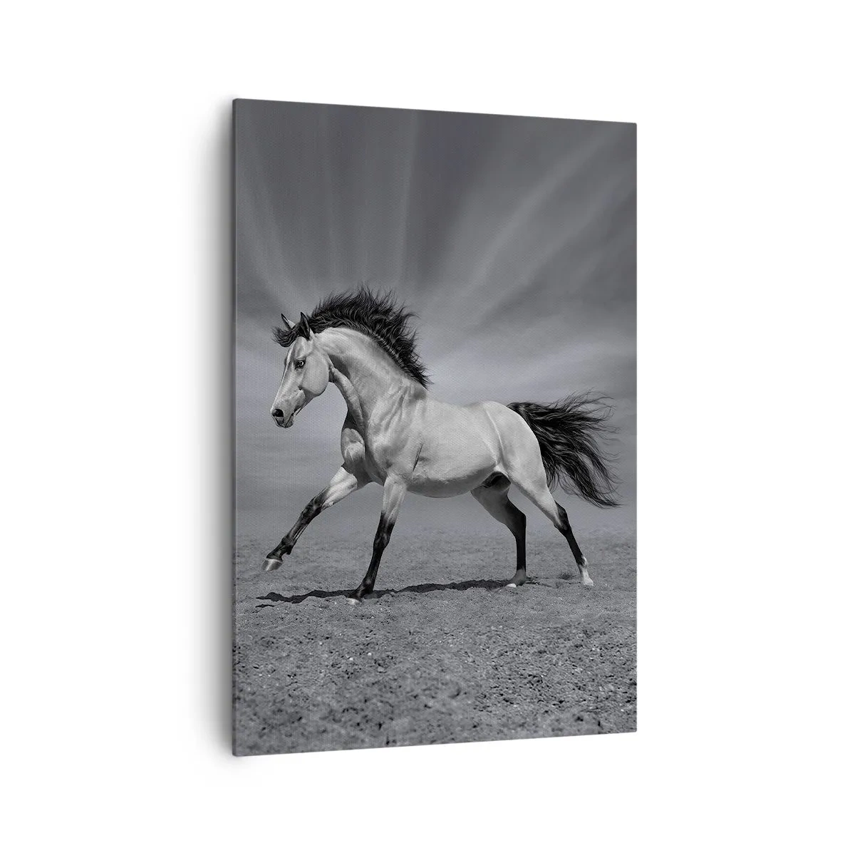 Impression sur toile - Image sur toile - Un cheval noir et blanc dans une pose dynamique dans le désert. - 70x100cm - Né pour séduire - Décoration murale moderne pour le salon et la chambre ARTTOR