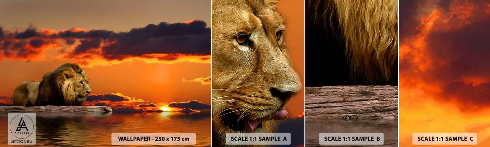 Échantillon De Papier Peint Standard Eco - Le roi de la nature - Lion, Coucher de soleil, Animaux - 100x30 cm