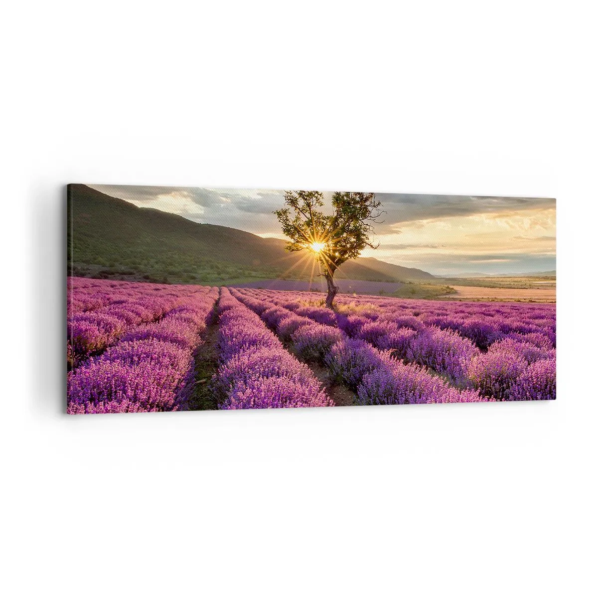 Impression sur toile - Image sur toile - Un champ de lavande avec un arbre solitaire au coucher du soleil - 120x50cm - Arôme de couleur lilas - Décoration murale moderne pour le salon et la chambre ARTTOR
