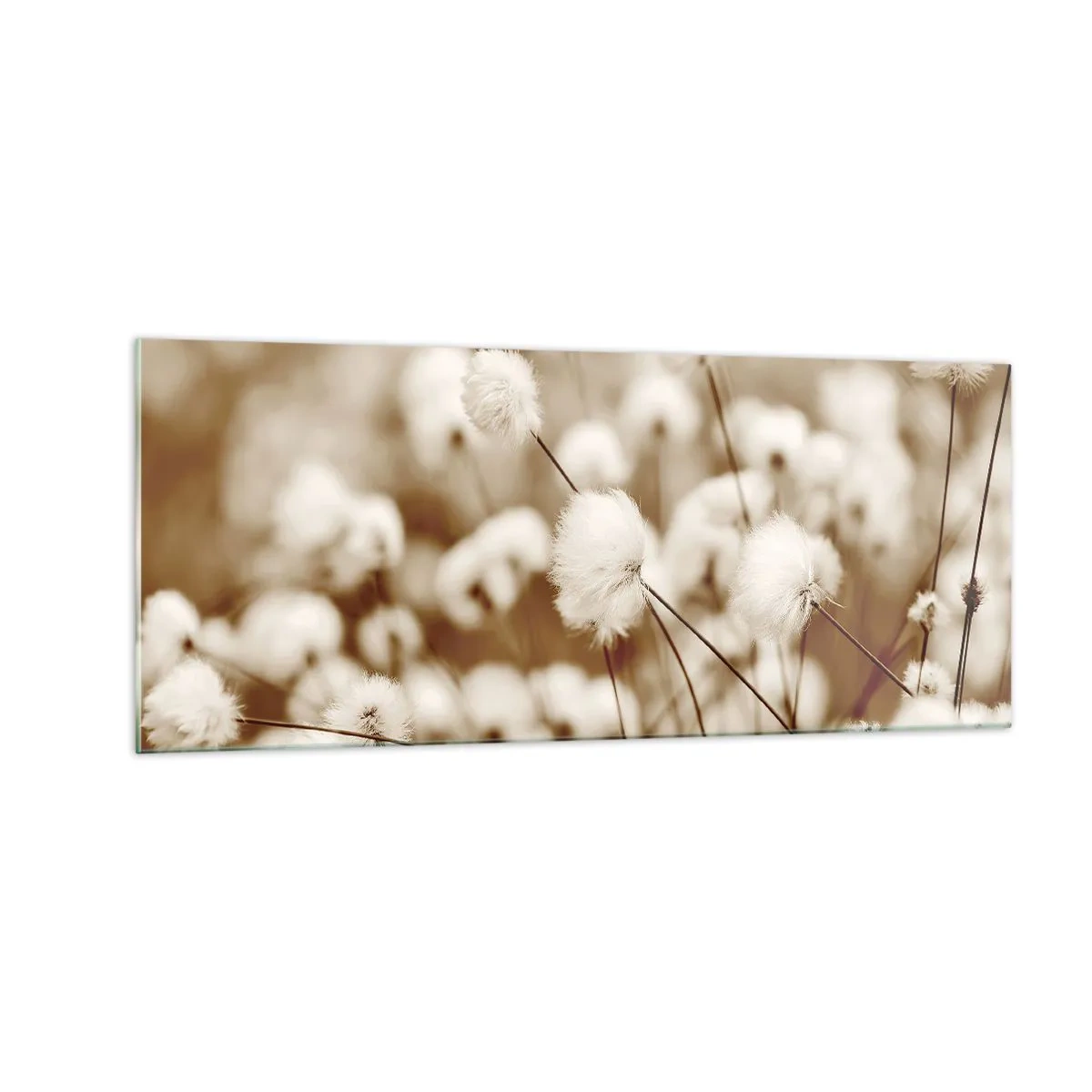 Impression sur verre - Image sur verre - Tige moelleuse - 100x40 cm