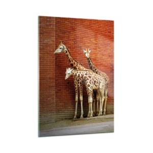 Impression sur verre - Image sur verre - Girafes contre un mur de briques - 50x70cm - Voyez-vous des acacias ? - Décoration murale moderne pour le salon et la chambre ARTTOR
