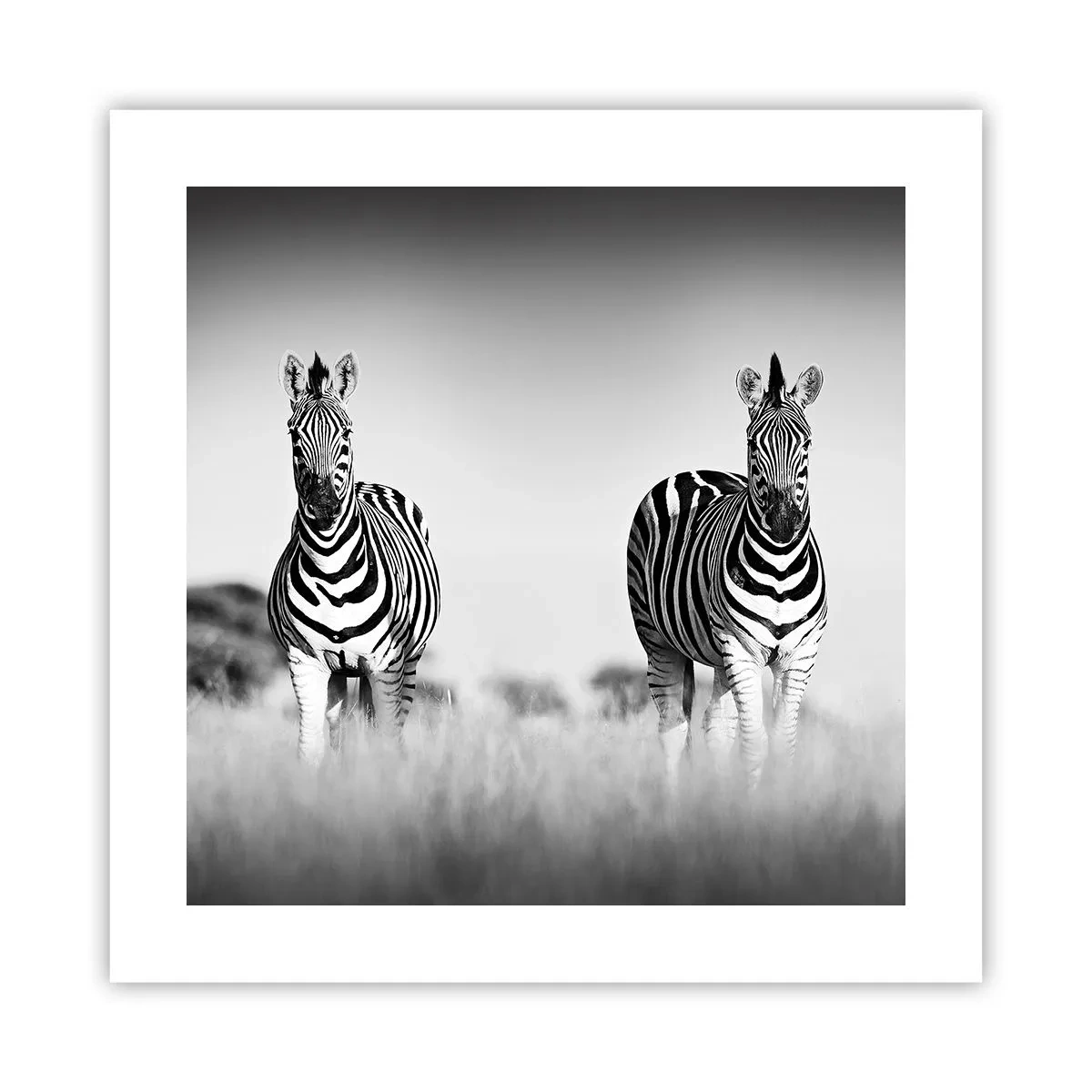 Affiche - Poster - Le monde est bel et bien noir et blanc - 40x40 cm