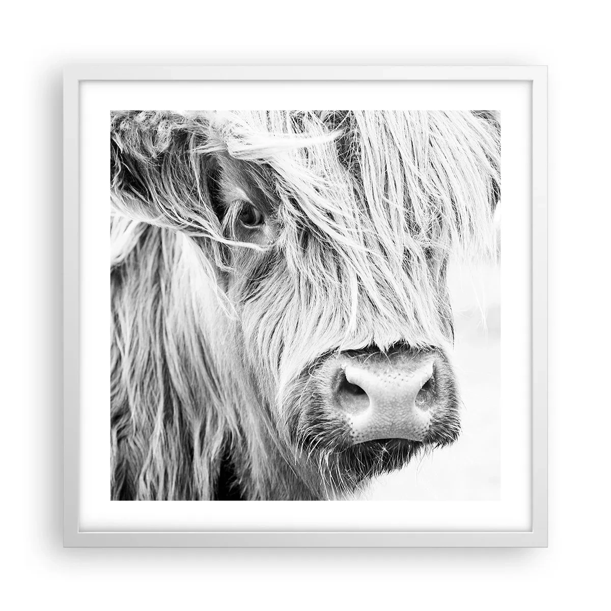 Affiche dans un cadre blanc - Poster - Sauvagerie écossaise - 50x50 cm