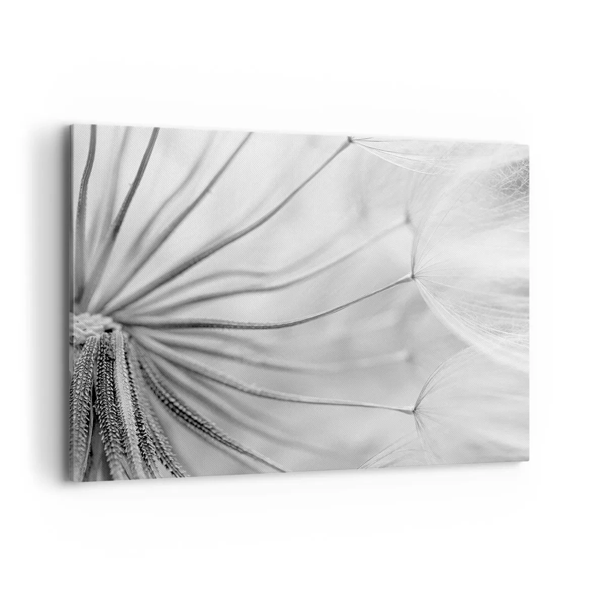 Impression sur toile - Image sur toile - Pissenlits délicats dans des tons noir et blanc - 100x70cm - Aigrette avant son envol - Décoration murale moderne pour le salon et la chambre ARTTOR