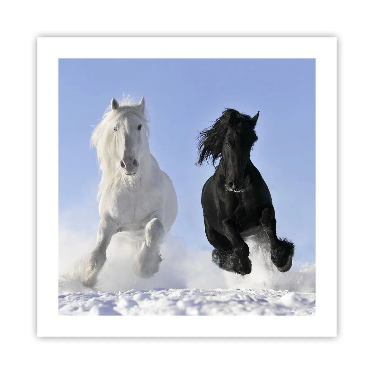Affiche - Poster - Galop noir et blanc - 50x50 cm
