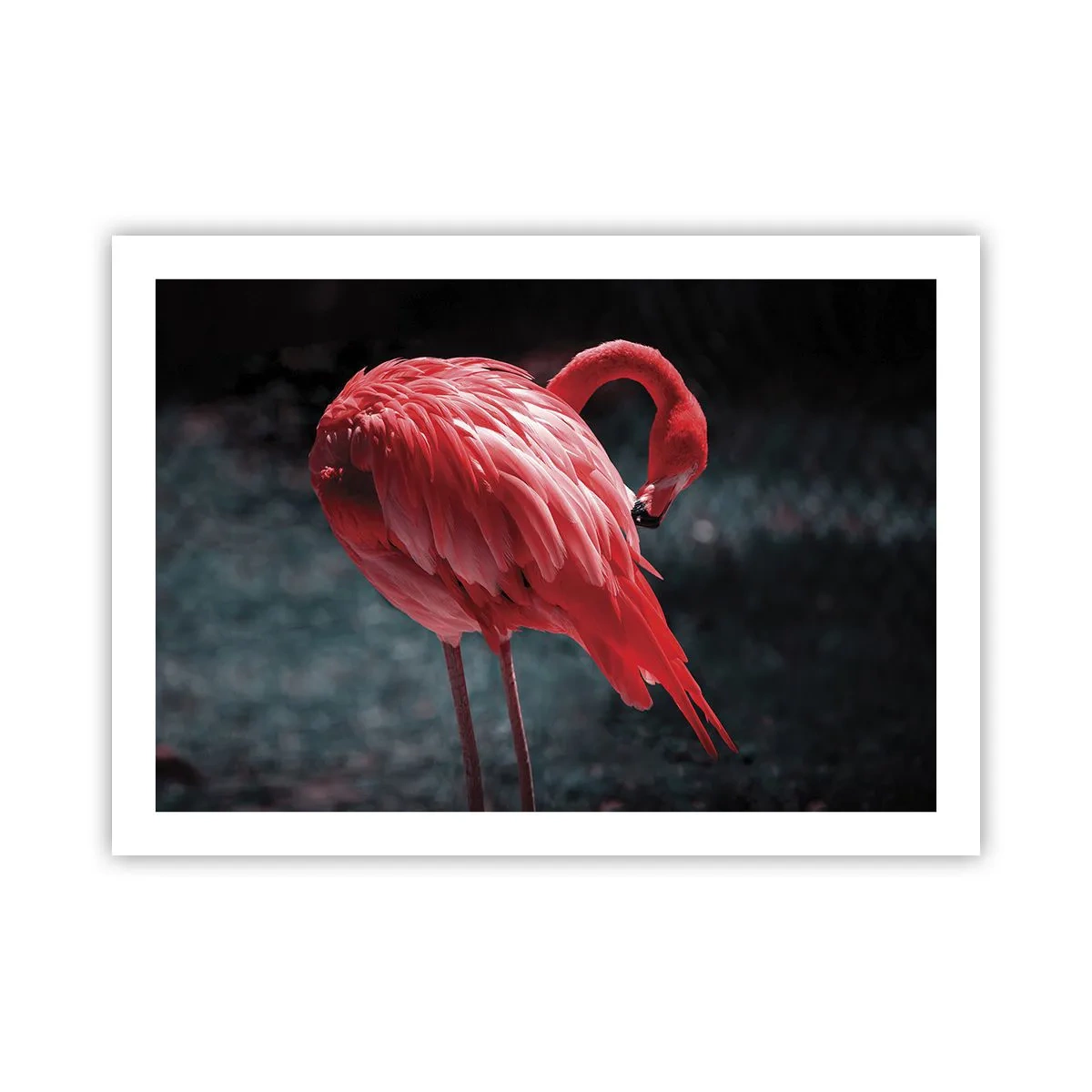 Affiche - Poster - Poème cramoisi de la nature - 70x50 cm