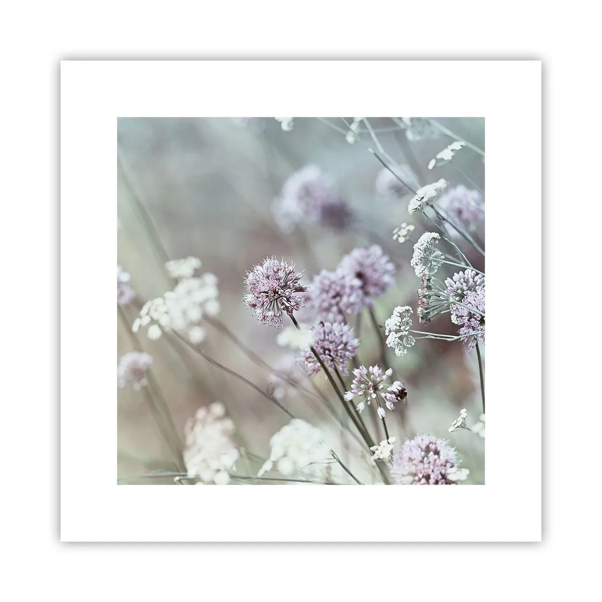 Affiche - Poster - Herbes douces en filigrane - 30x30 cm