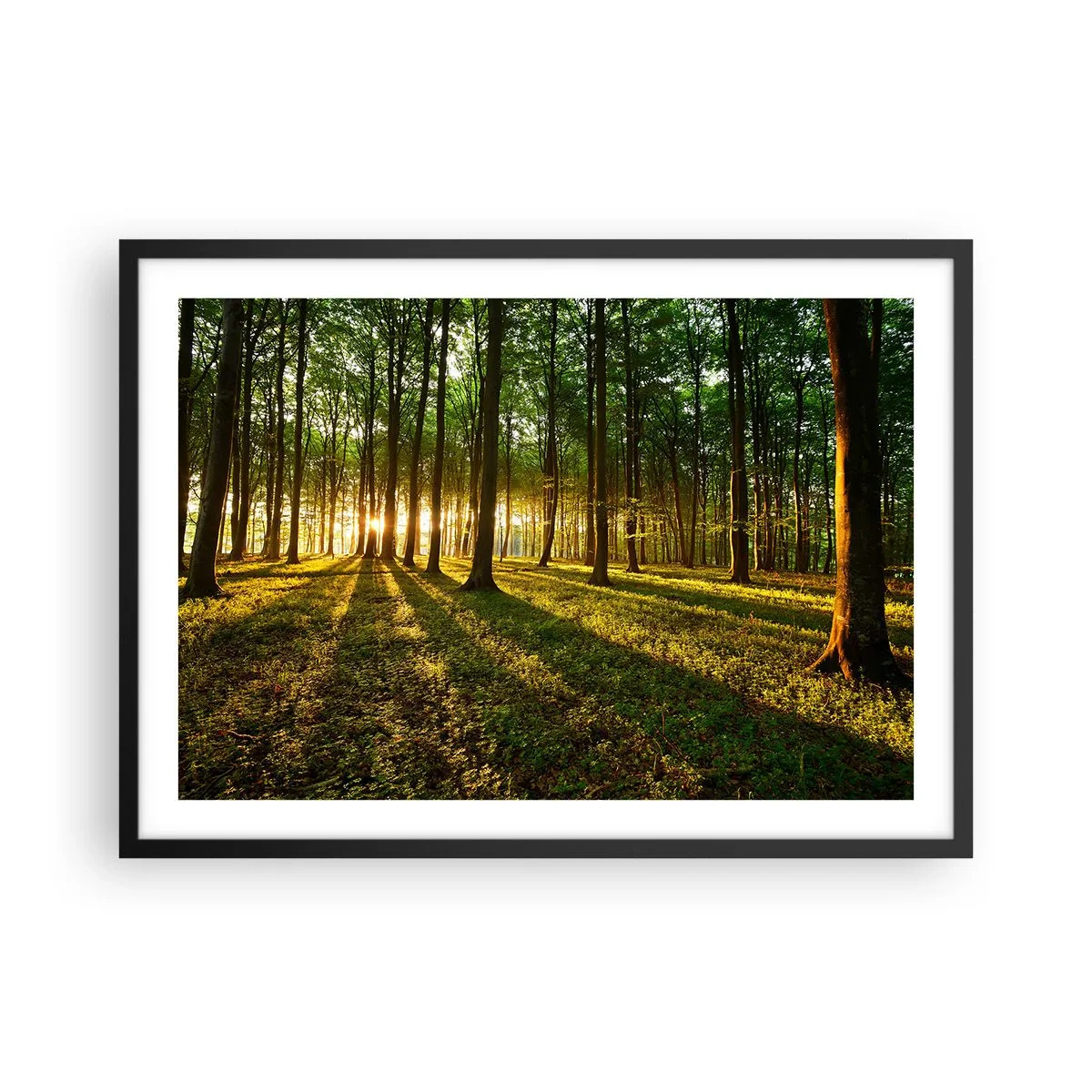 Affiche dans un cadre noir - Poster - Le soleil couchant dans la forêt de feuillus - 70x50cm - Toutes les photographies de printemps - Décoration murale moderne pour le salon et la chambre ARTTOR