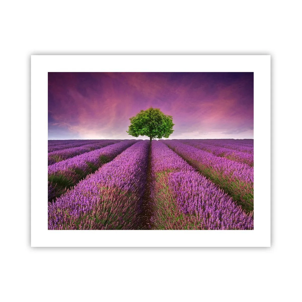 Affiche - Poster - Dans un champs de lavande - 50x40 cm