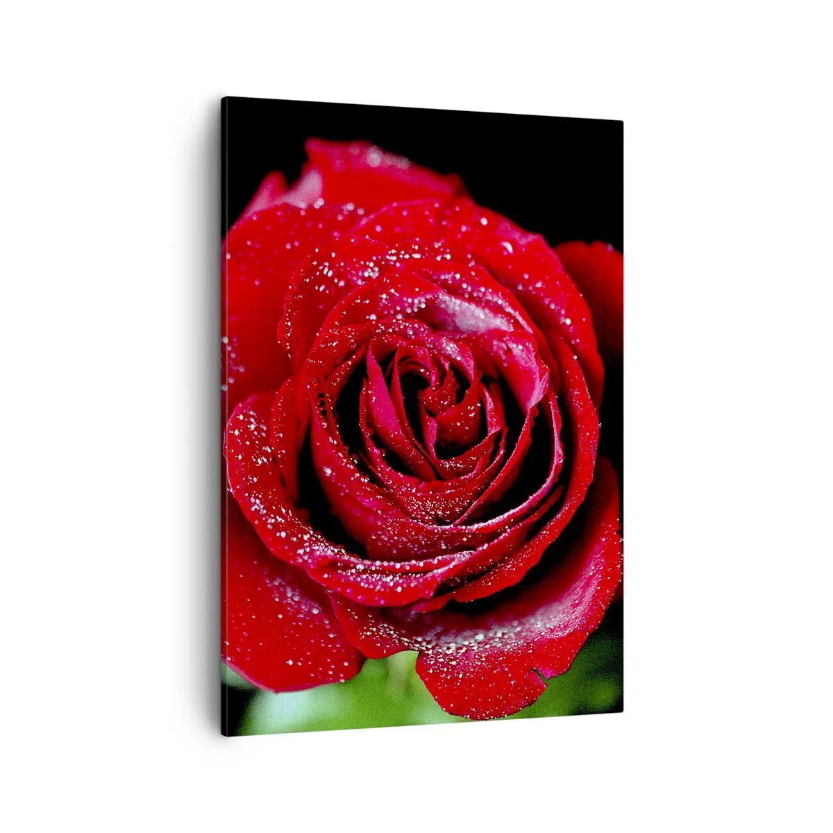 Impression sur toile - Image sur toile - Une rose rouge couverte de gouttes de rosée sur fond noir. - 50x70cm - C'est ça l'amour - Décoration murale moderne pour le salon et la chambre ARTTOR