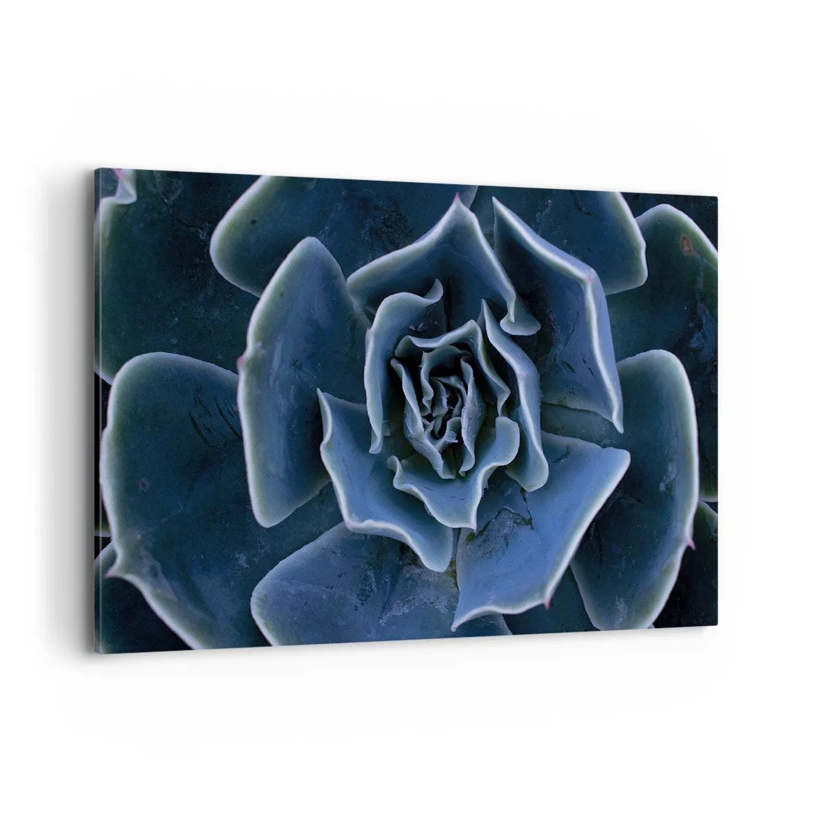 Impression sur toile - Image sur toile - Gros plan d'une rosette succulente verte - 100x70cm - Fleur du désert - Décoration murale moderne pour le salon et la chambre ARTTOR