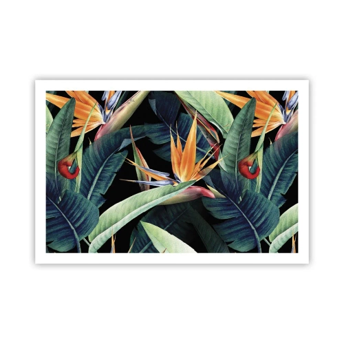 Affiche - Poster - Fleurs flamboyantes des tropiques - 91x61 cm