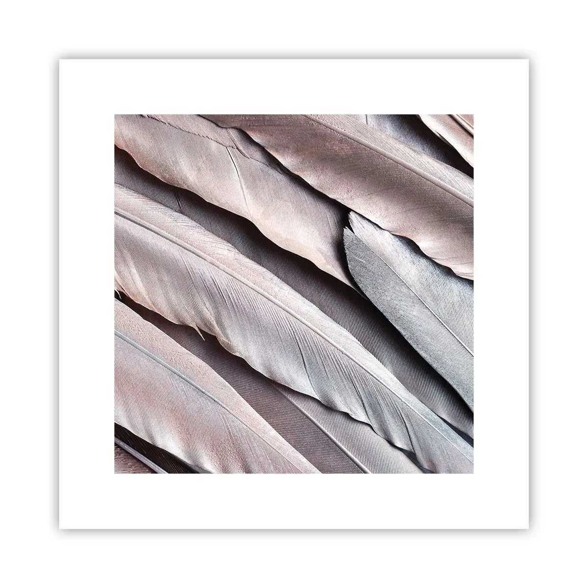 Affiche - Poster - En argent rose - 30x30 cm