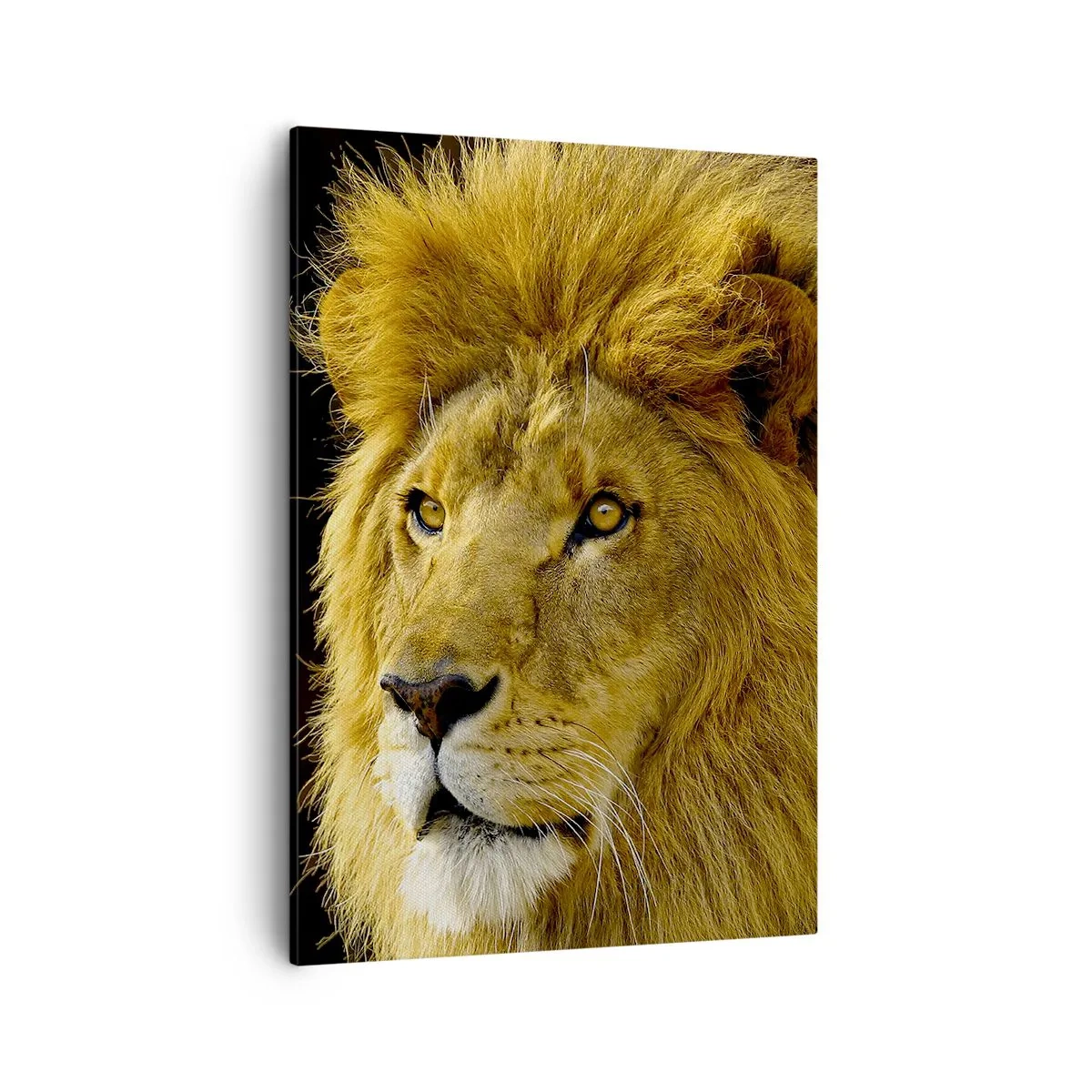 Impression sur toile - Image sur toile - Portrait d'un lion à la crinière majestueuse sur fond sombre - 50x70cm - Portrait de roi - Décoration murale moderne pour le salon et la chambre ARTTOR