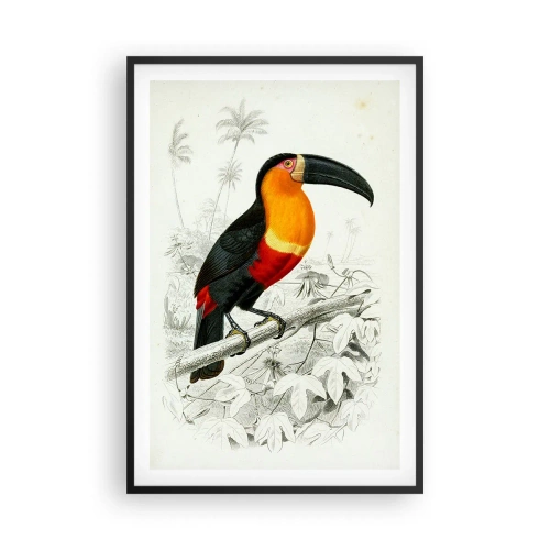 Affiche dans un cadre noir - Poster - Couleurs des oiseaux - 61x91 cm