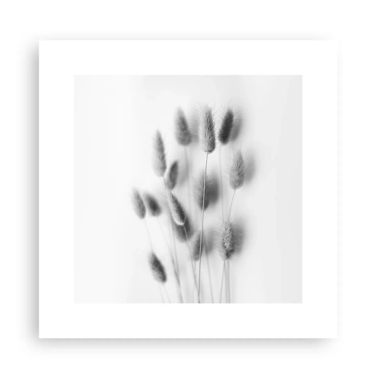 Affiche - Poster - Son herbe duveteuse - 30x30 cm