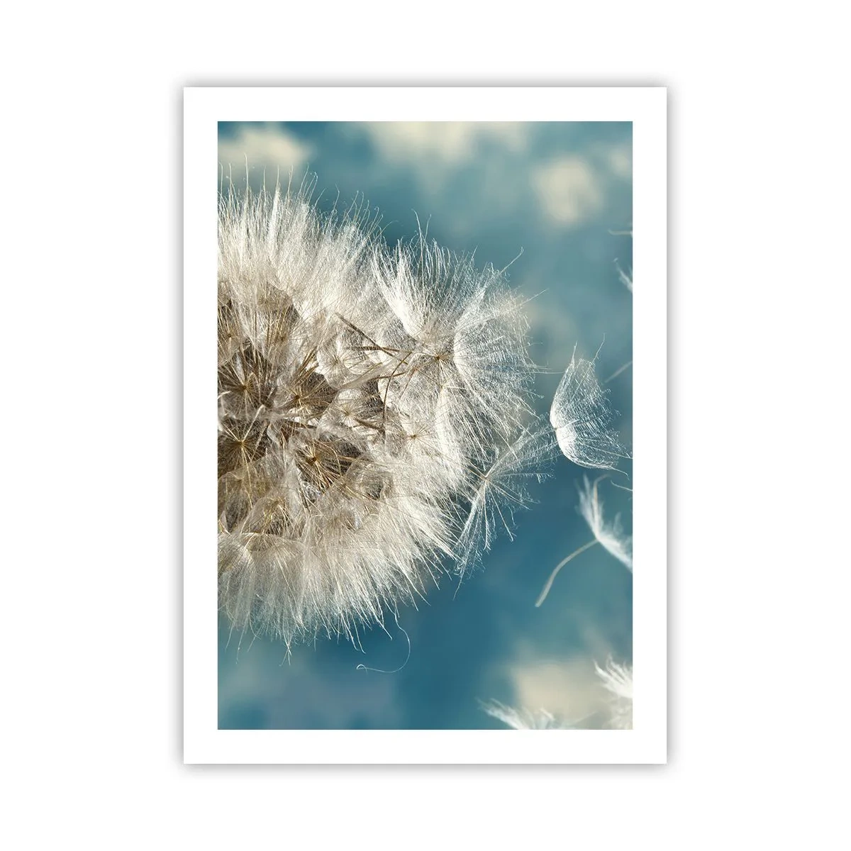 Affiche - Poster - Délicates graines de pissenlit sur fond bleu - 50x70cm - souffle d'ange - Décoration murale moderne pour le salon et la chambre ARTTOR