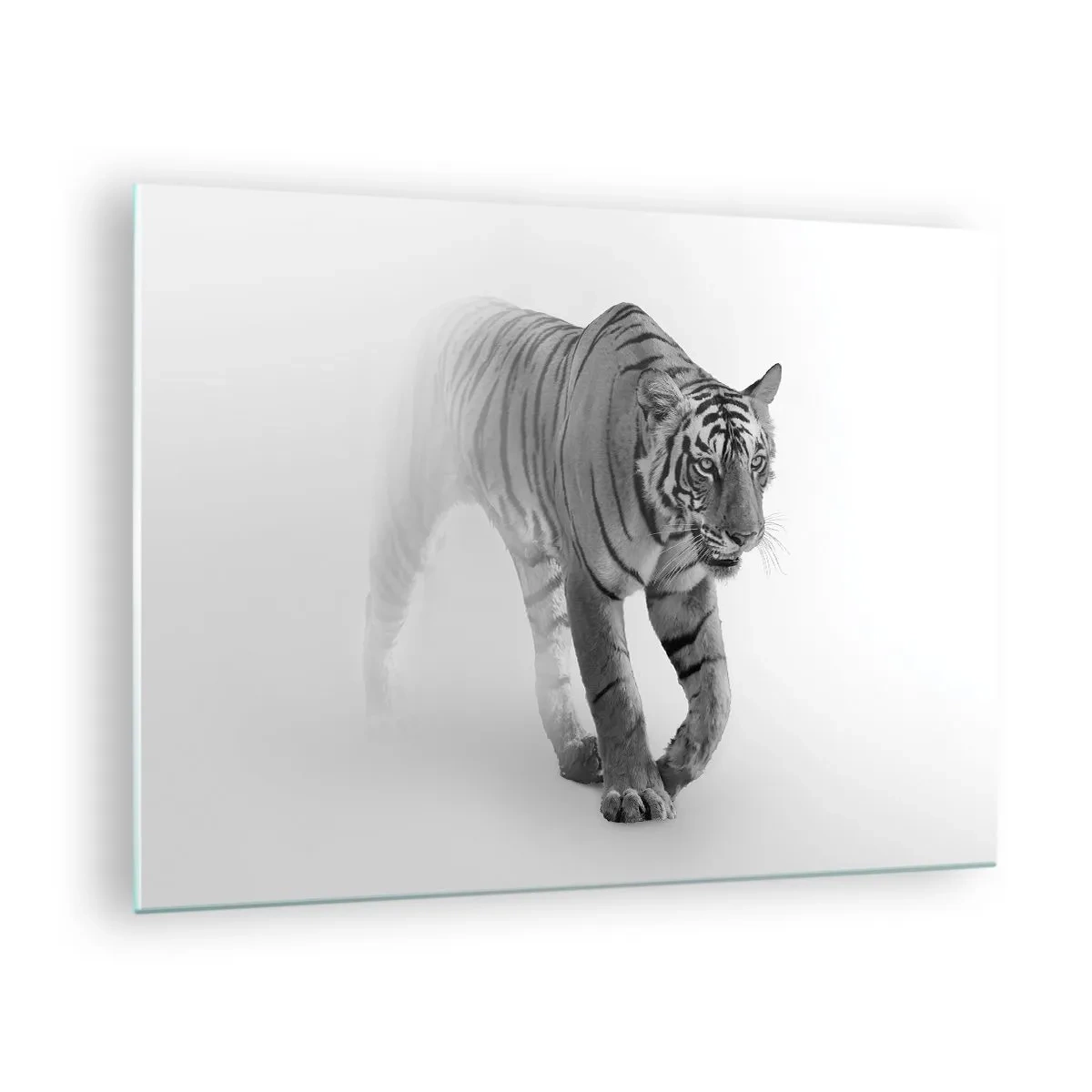Impression sur verre - Image sur verre - Un tigre marchant dans la brume, avec un flou subtil en arrière-plan - 70x50cm - Accroupi dans le brouillard - Décoration murale moderne pour le salon et la chambre ARTTOR