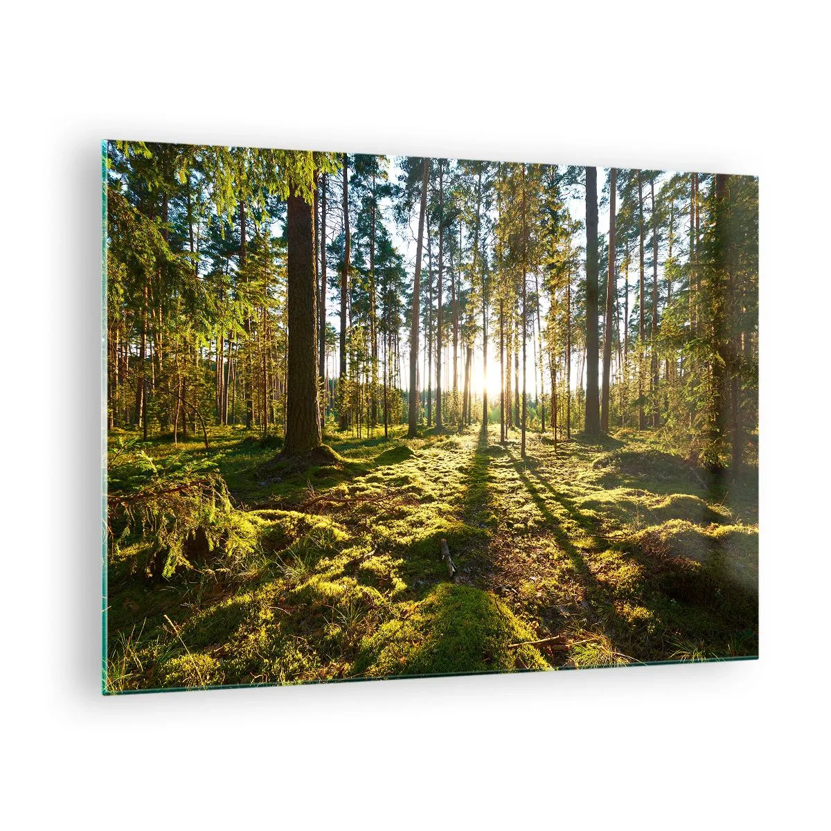 Impression sur verre - Image sur verre - Les rayons du soleil pénètrent à travers les arbres de la forêt - 70x50cm - … Derrière les sept forêts - Décoration murale moderne pour le salon et la chambre ARTTOR