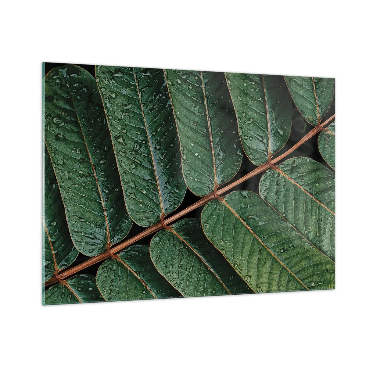Impression sur verre - Image sur verre - Gros plan de feuilles vertes avec des gouttes d'eau - 100x70cm - Au rythme de la verdure - Décoration murale moderne pour le salon et la chambre ARTTOR