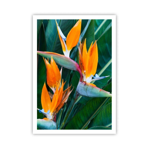 Affiche - Poster - Est-ce une fleur, est-ce un oiseaux? - 70x100 cm