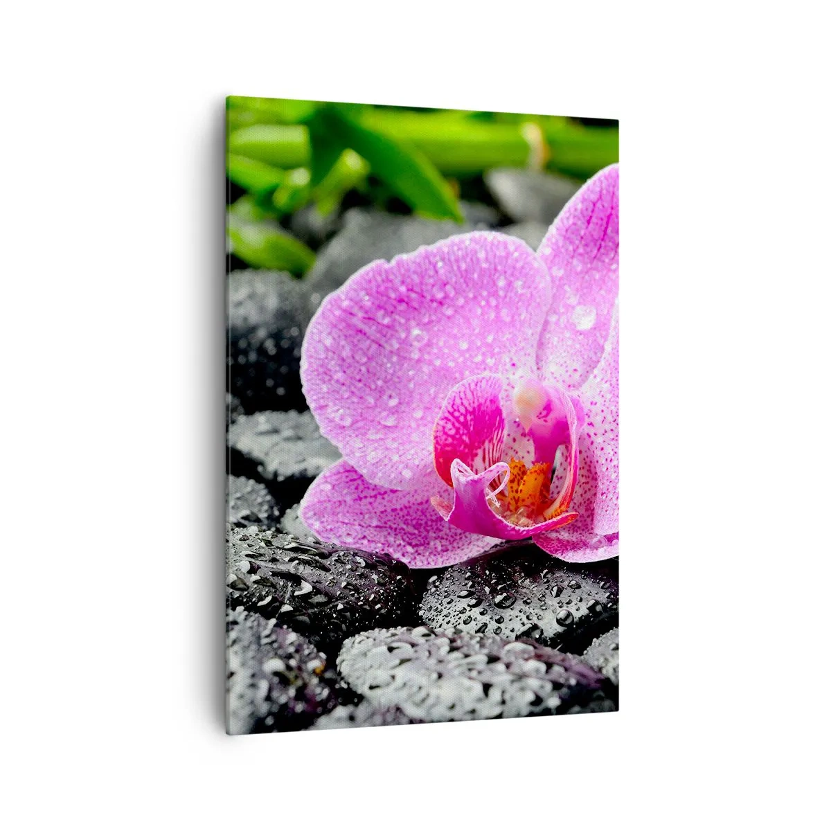 Impression sur toile - Image sur toile - Orchidée rose sur des pierres noires humides avec des feuilles vertes - 70x100cm - Comme un coeur ouvert - Décoration murale moderne pour le salon et la chambre ARTTOR